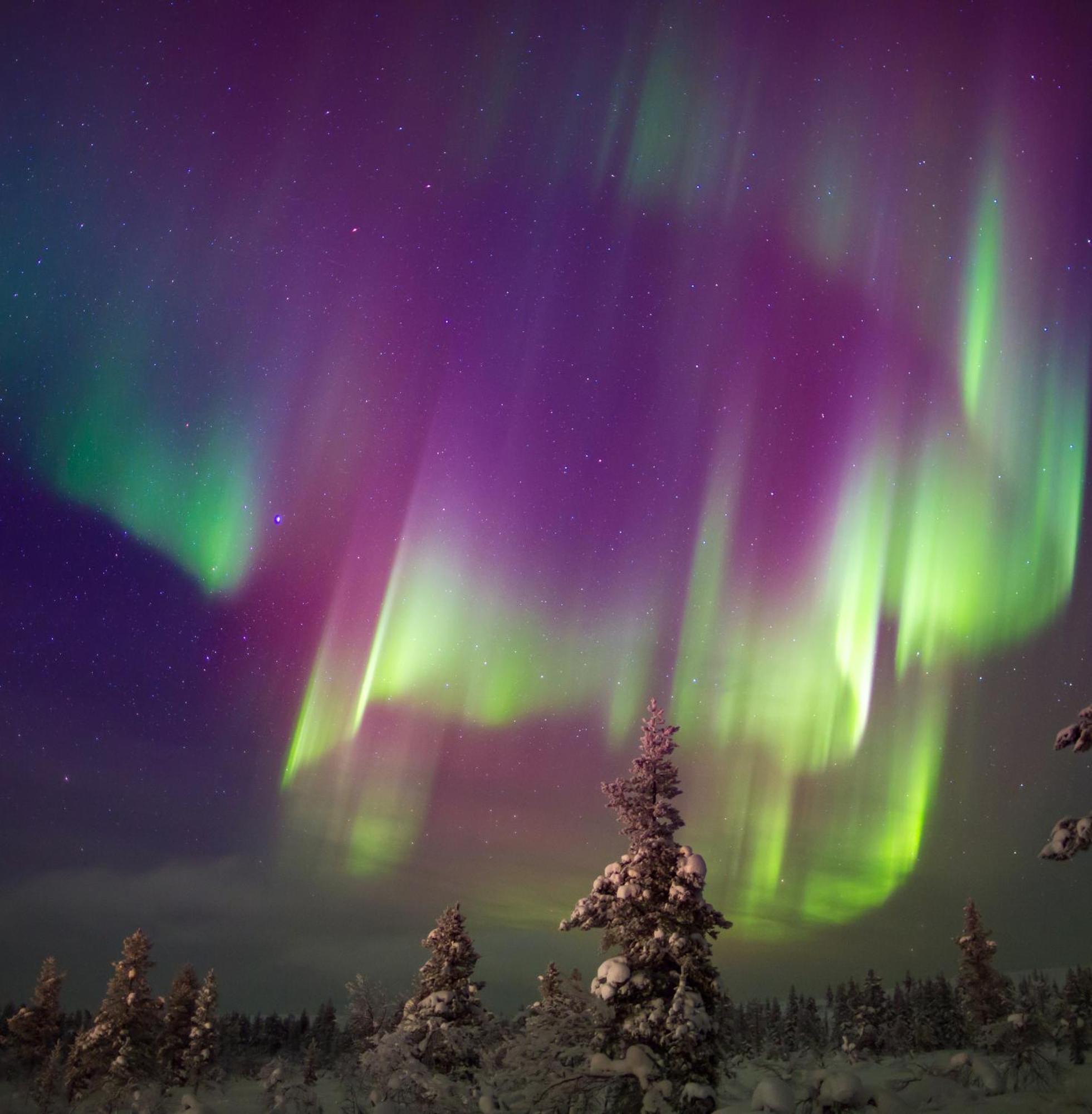 Skog Aurora Igloos Villa Kalix Buitenkant foto